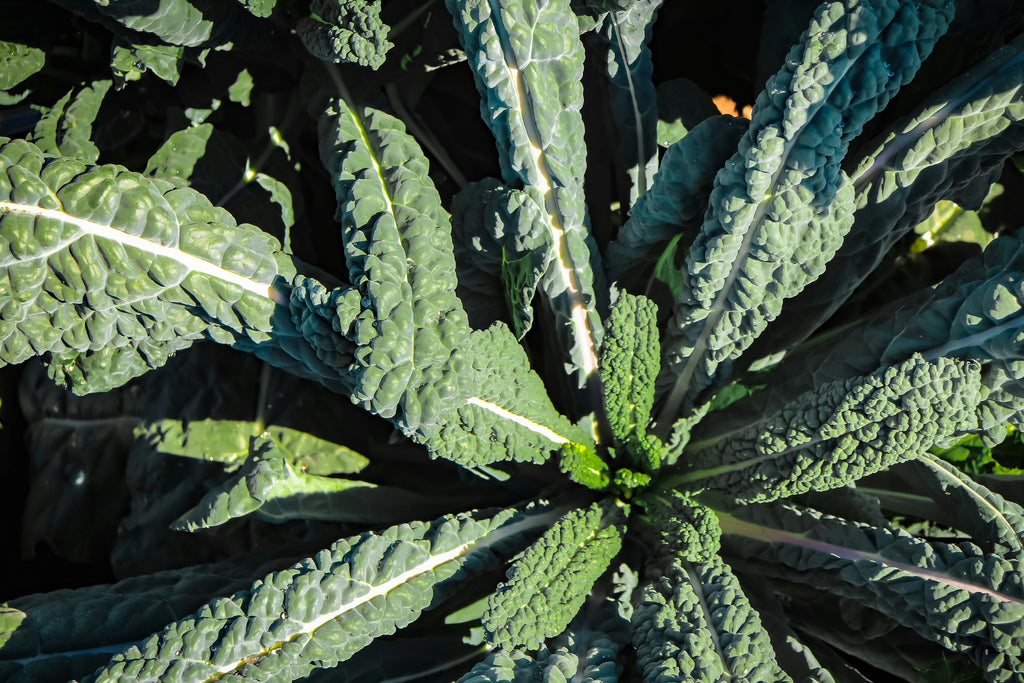 Kale Salad with Toasted Pine Nuts & Currants