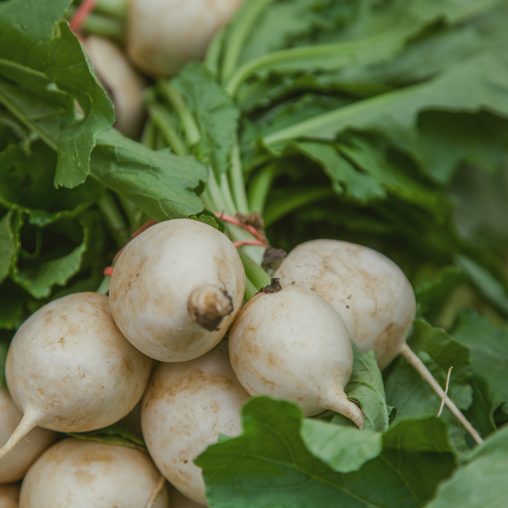 Roasted Hakurei Turnips