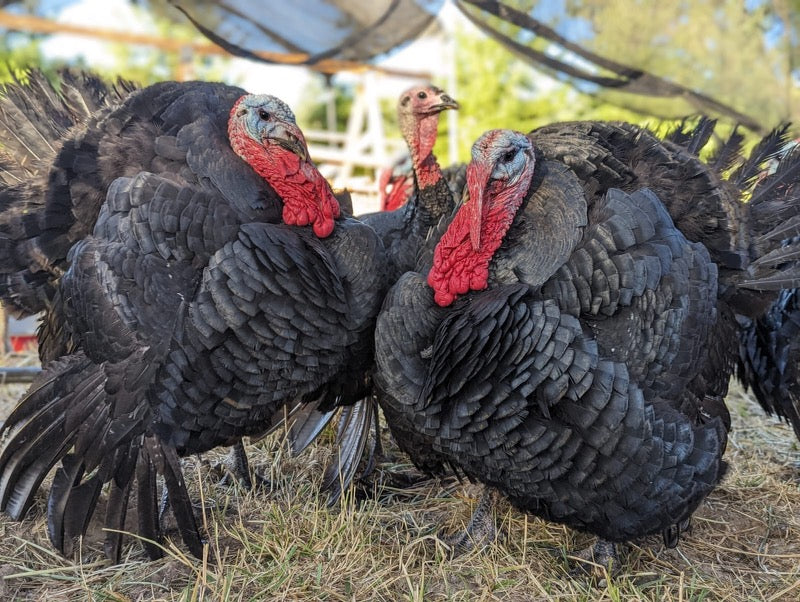 image of two broad breasted turkeys